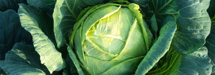 Imge of Is Cabbage Keto-Friendly?
