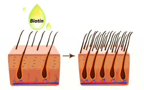 Image Biotin: The Master Ingredient to Boost Hair Growth