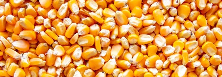 Imge of Is Corn Keto-Friendly?