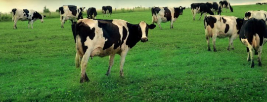 Top 5 Best Colostrum Powders in 2025